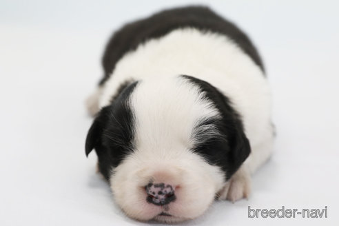 成約済の神奈川県のボーダーコリー-359955の4枚目